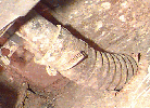 Old lower filler hose
