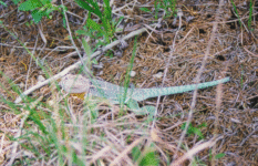 Colorful lizard