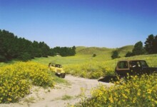 Fields full of flowers