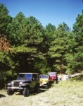 Jeeps in the forest